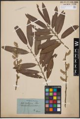 Foto von Salix cinerea L. x Salix viminalis L.